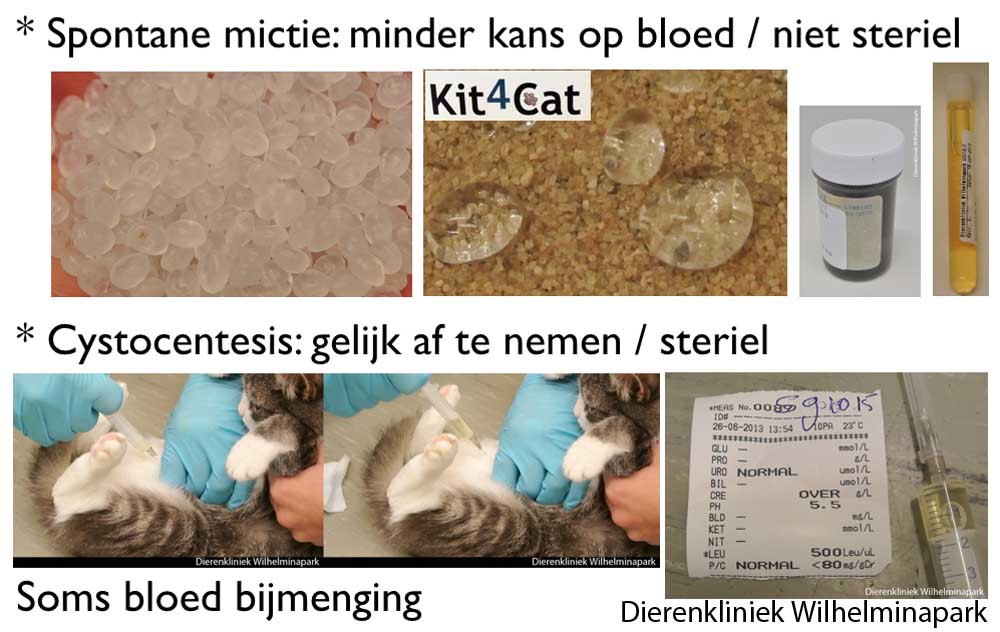 Kat urine opvangen voor urine onderzoek